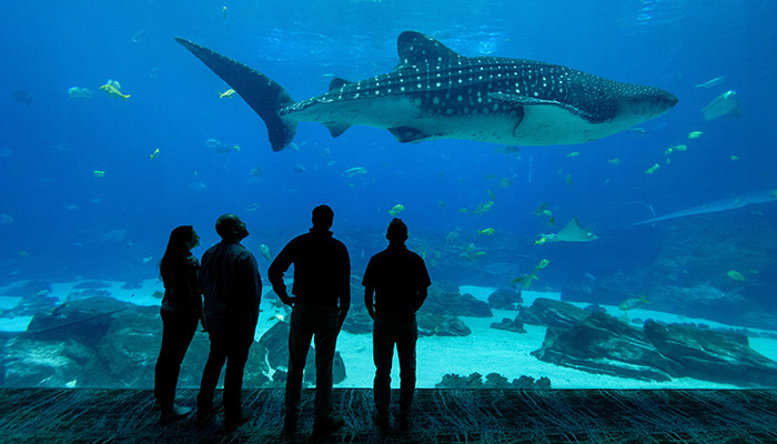 people in the atlanta aquarium